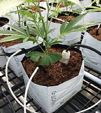 cannabis soil moisture sensor